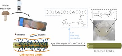 New article published in Colloids and Surfaces B: Biointerfaces on Green bleaching of fungal nanochitin to enhance the functional properties of food packaging materials!